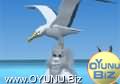 Penguin of Albatros
vehicle play games