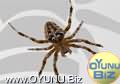 Spider play games